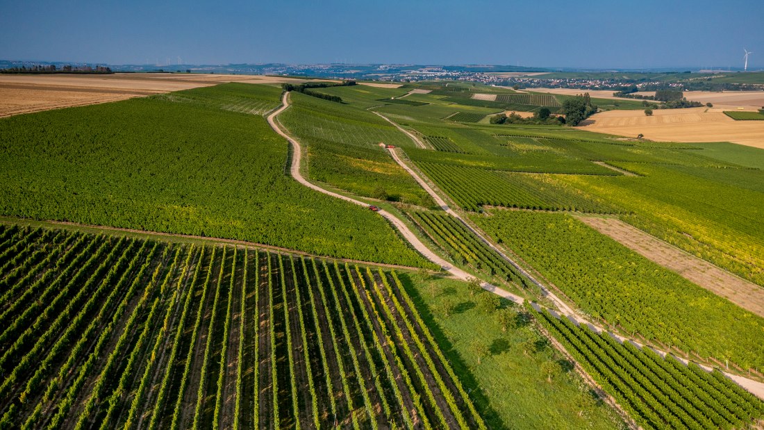 Wörrstädter Rheingrafenberg