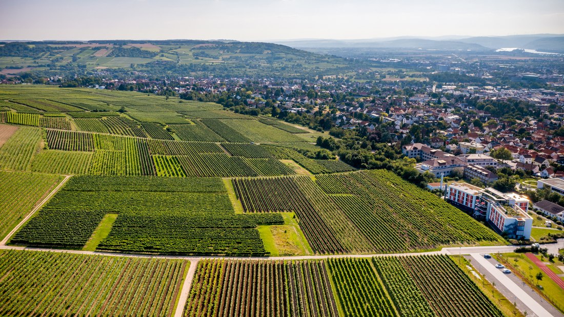 Ingelheimer H&ouml;llenweg