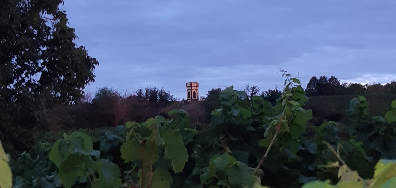 Weingut Holzm&uuml;hle_Weinreben, &copy; Weingut Holzm&uuml;hle