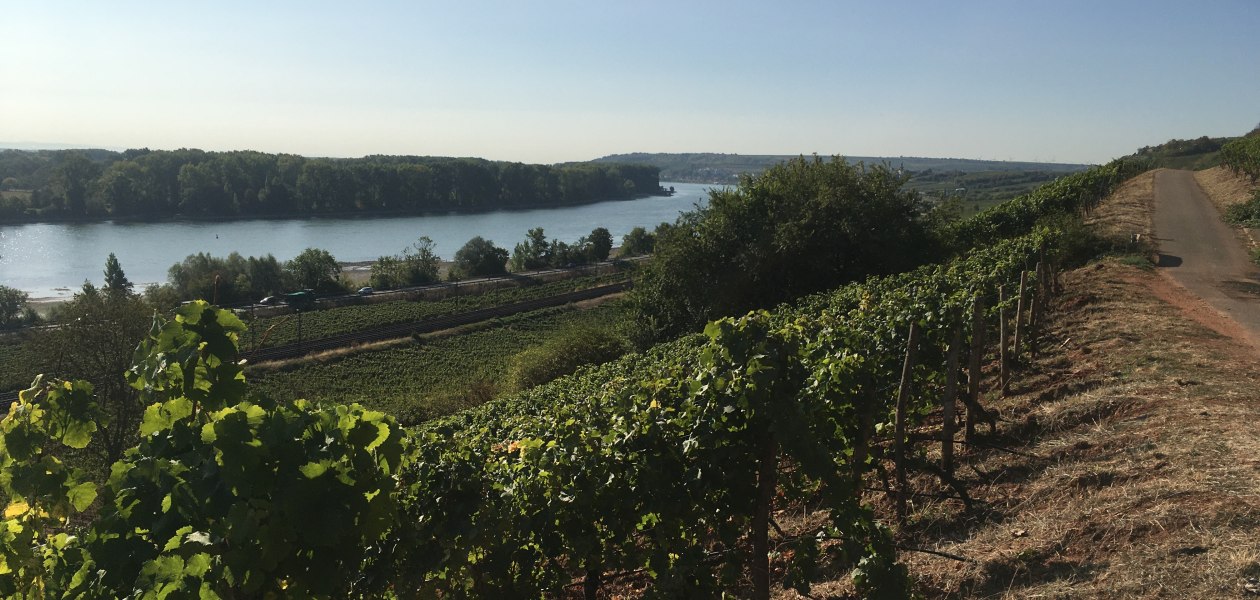 Regional, &copy; Weingut Sans-Lorch
