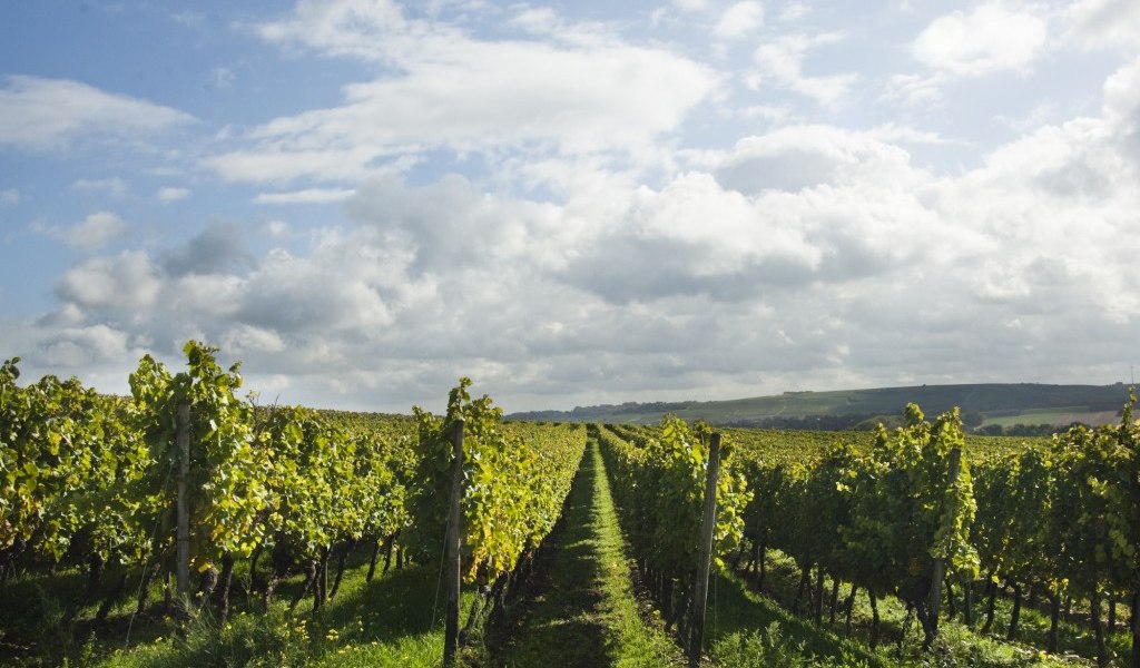 Weingut Schuck Sonnenhof_Weinreben, &copy; Weingut Schuck Sonnenhof
