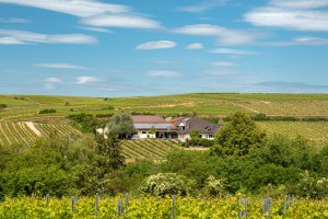 Weingut Machmer, &copy; Oliver Bauer