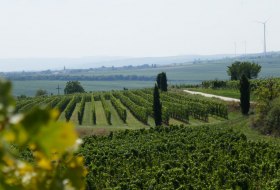 Blick über die Weinberge © Michael Jung