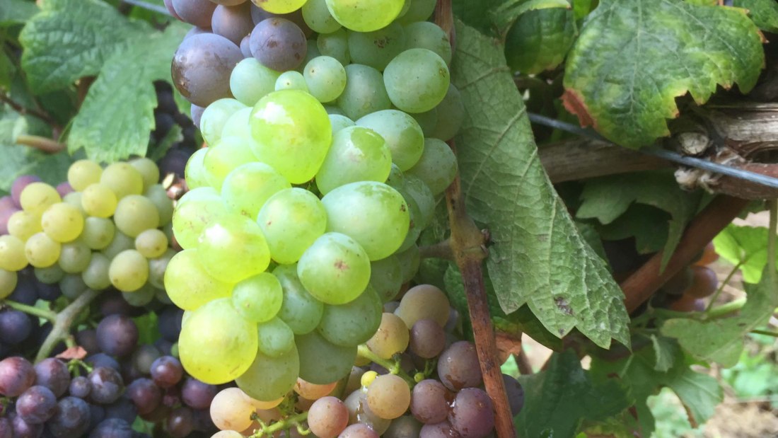 Weingut Tobias Hahn_Trauben 2, &copy; Weingut Tobias Hahn