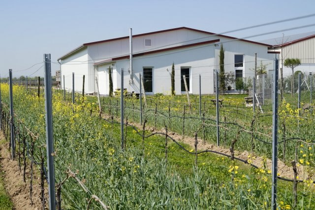 Weingut Kiefer_Weinreben, &copy; Weingut Kiefer