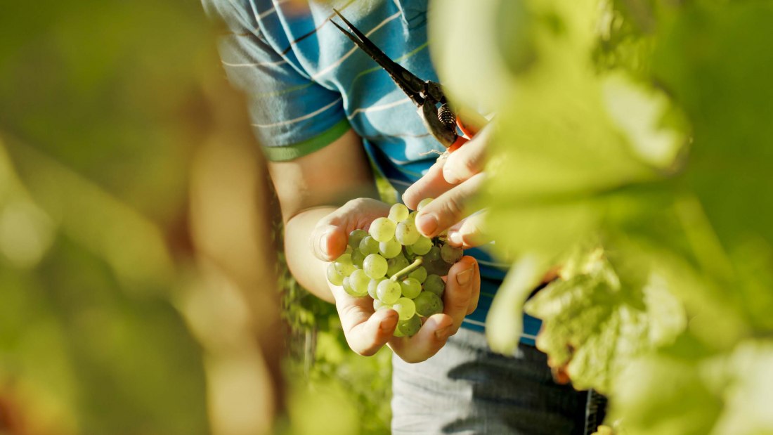 weingut-gaenz-selektion-traube, © Weingut Gänz