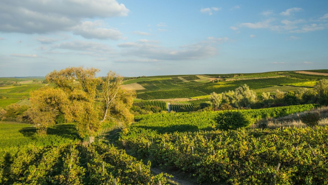 Weingut Rollanderhof_Weinberg, &copy; Weingut Rollanderhof