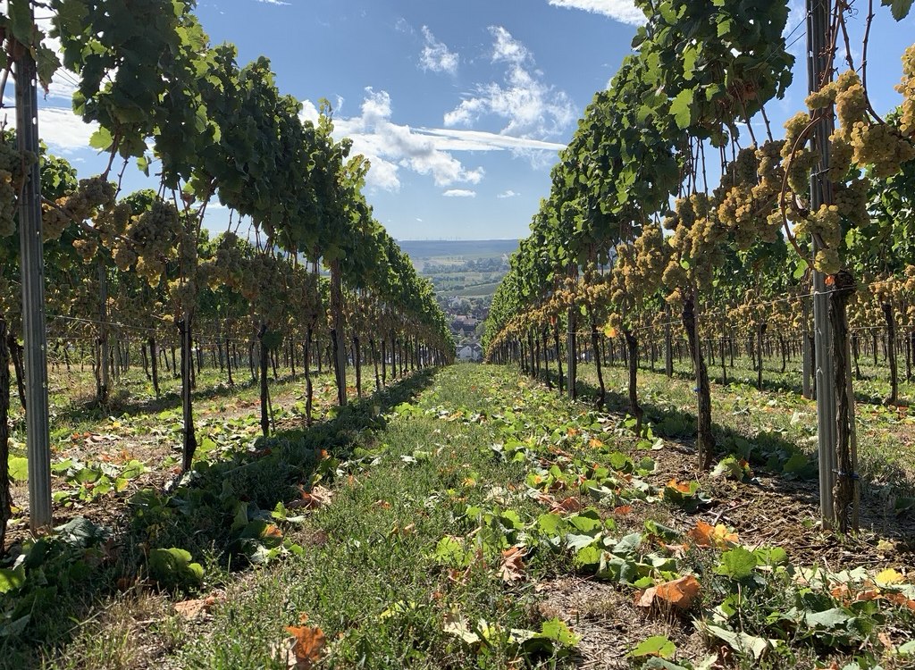 Weingut Kruppenbacher_Weinreben, &copy; Weingut Kruppenbacher