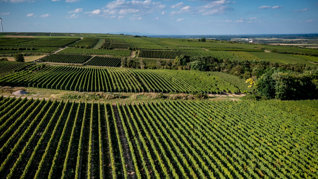 Alsheimer Fr&uuml;hmesse