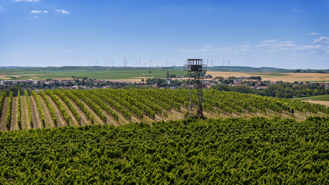 Gau-Odernheimer Ölberg, © Torsten Silz