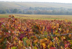 Herbst in Westhofen © Michael Jung