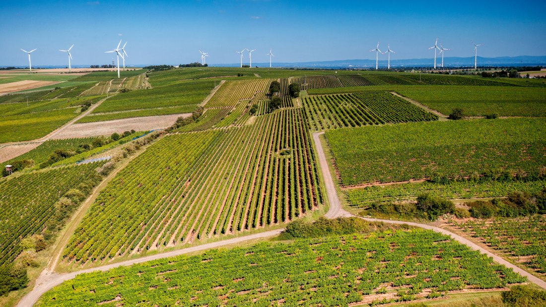 Hillesheimer Altenberg