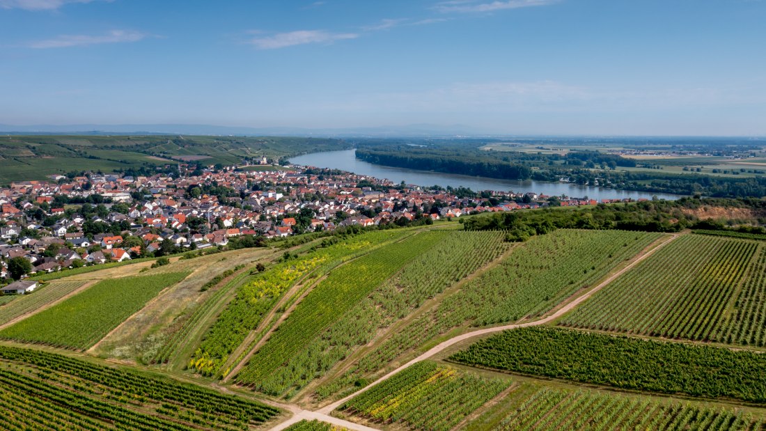 Niersteiner Parterberg-DJI_0222-178, © Torsten Silz