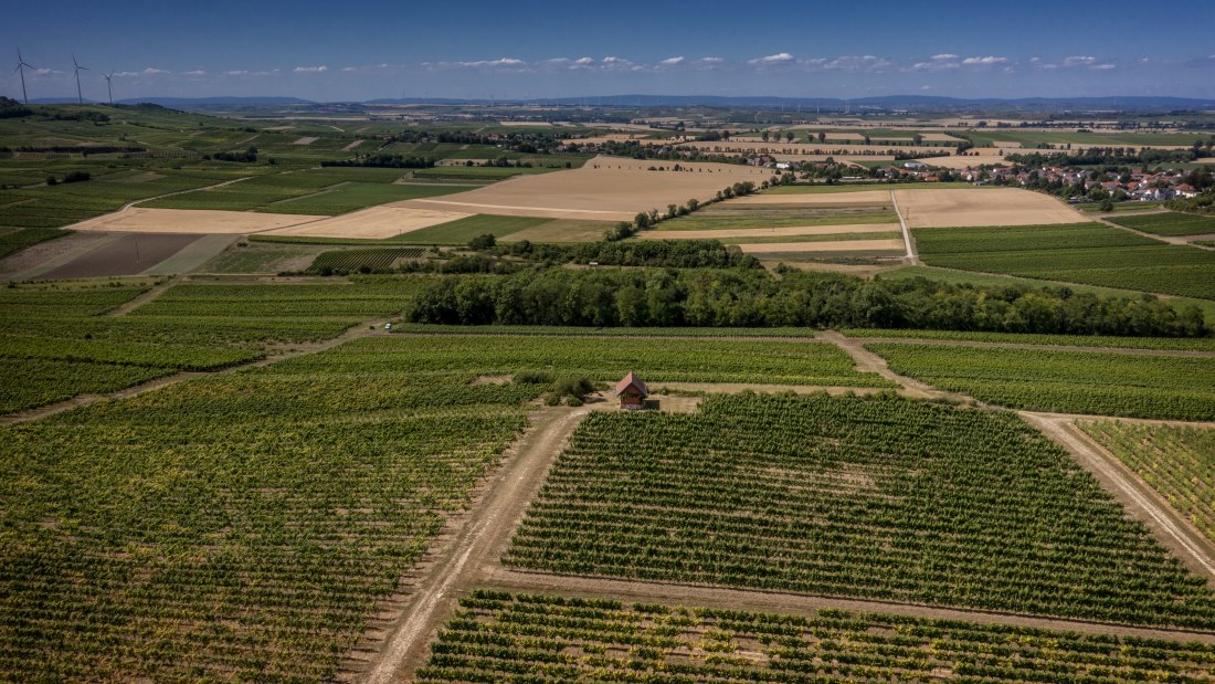 Monzernheimer Goldberg