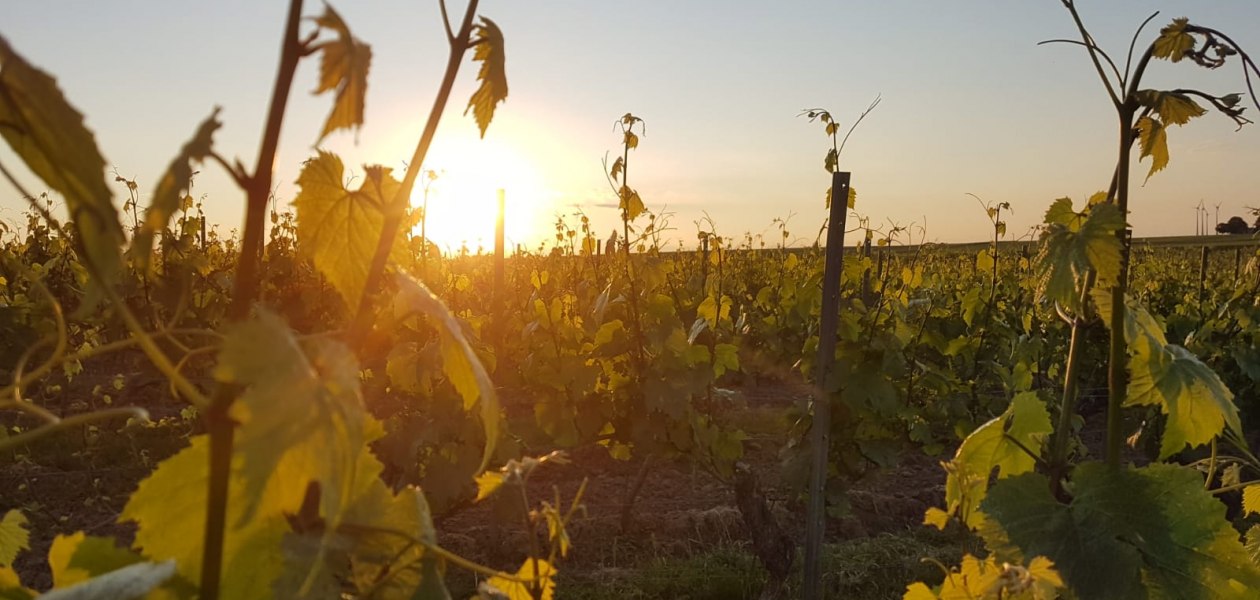 Weingut Johann P. Beyer_Landschaft, &copy; Weingut Johann P. Beyer