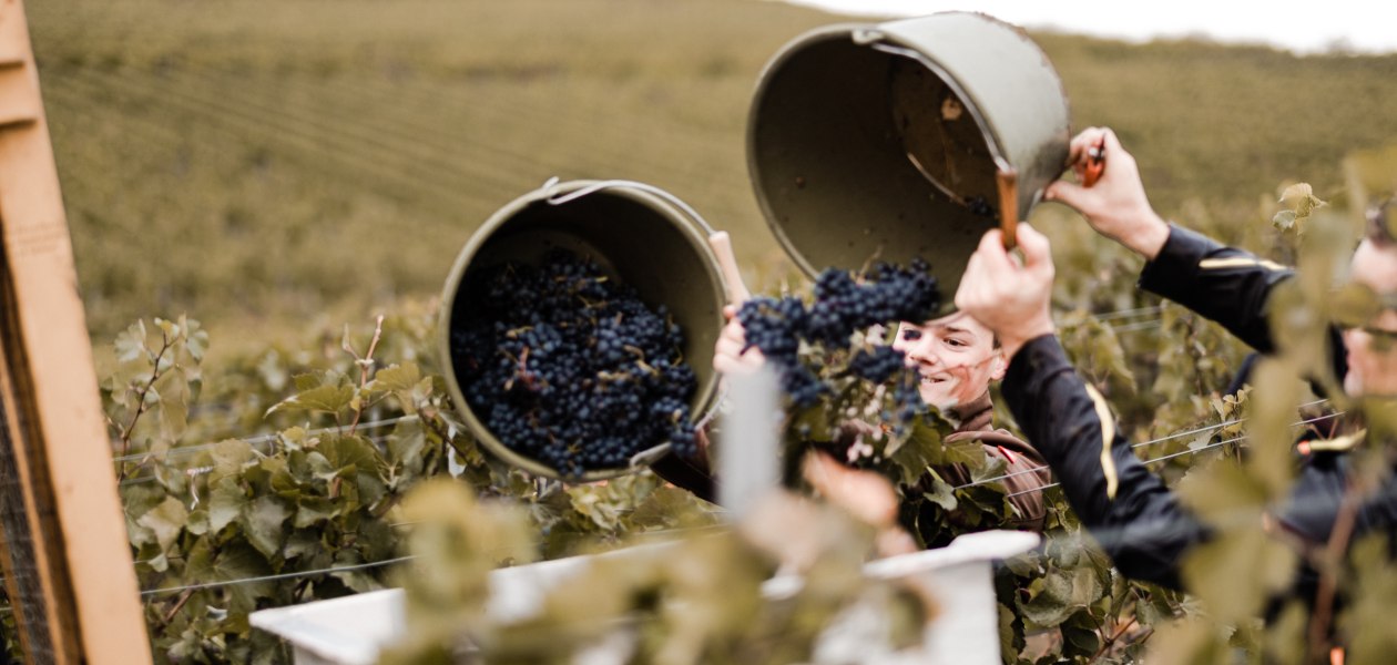 Weingut Breitenbach Handlese, &copy; Weingut Breitenbach