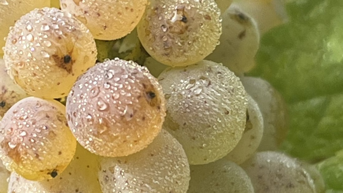 Bio Weingut Hellmich_Trauben 4, &copy; Bio Weingut Hellmich