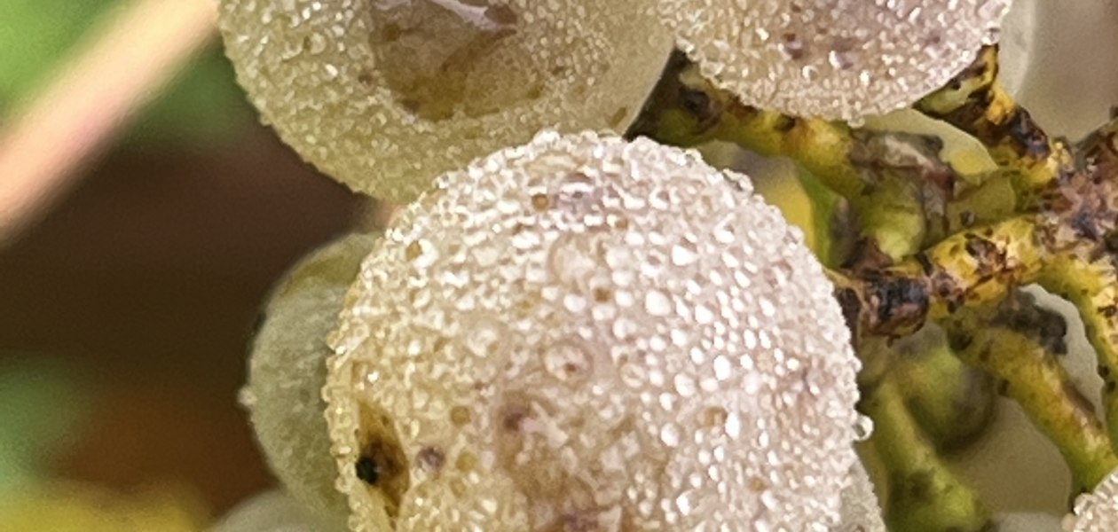 Bio Weingut Hellmich_Trauben 2, &copy; Bio Weingut Hellmich