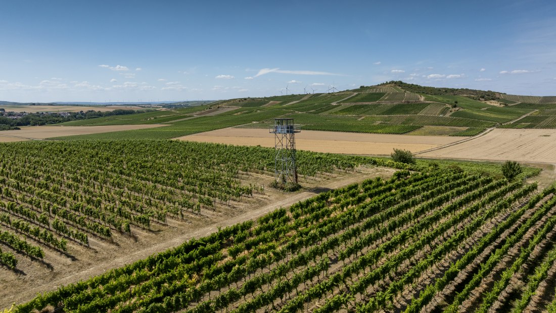 Gau-Odernheimer Ölberg, © Torstein Silz