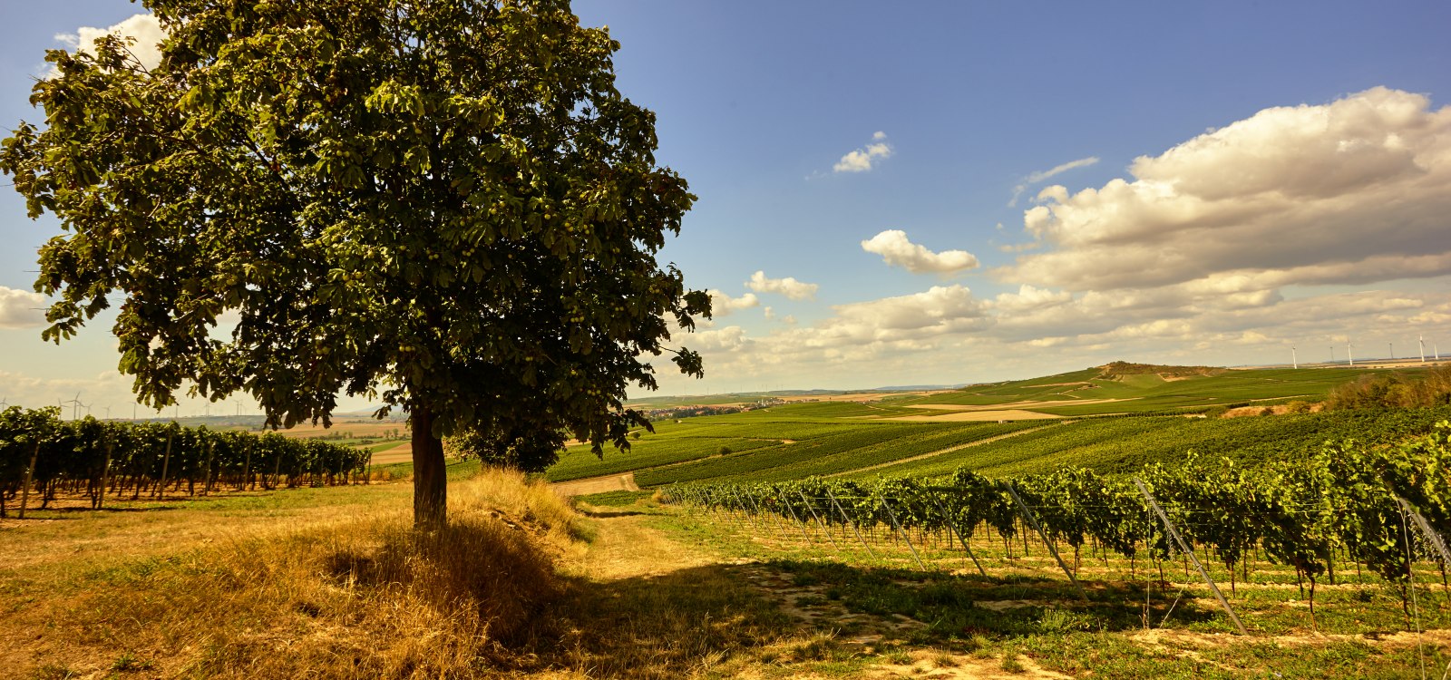 Weingut Johanneshof_Weinberge, &copy; Weingut Johanneshof