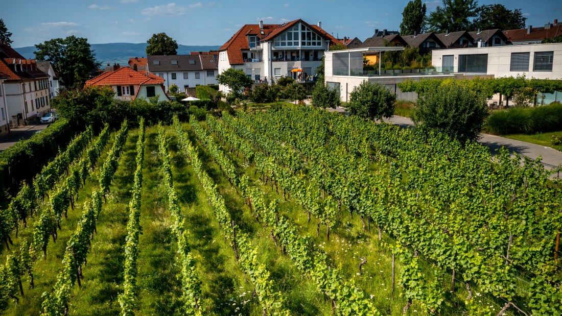 Ingelheimer Sonnenberg-DJI_0036.DNG, &copy; Torsten Silz