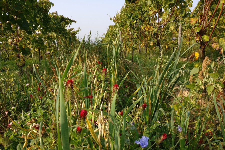 Weingut Seyberth_begrünter Wingert, © Weingut Seyberth