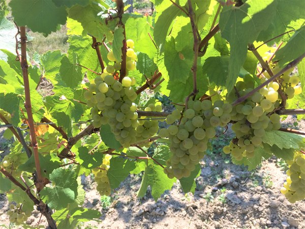 Weingut Boller-Klonek_Trauben, &copy; Weingut Boller-Klonek