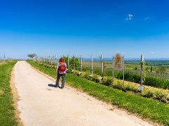 RheinTerrassenWeg in Bechtheim © Rheinhessen-Touristik GmbH - Karl-Georg Müller