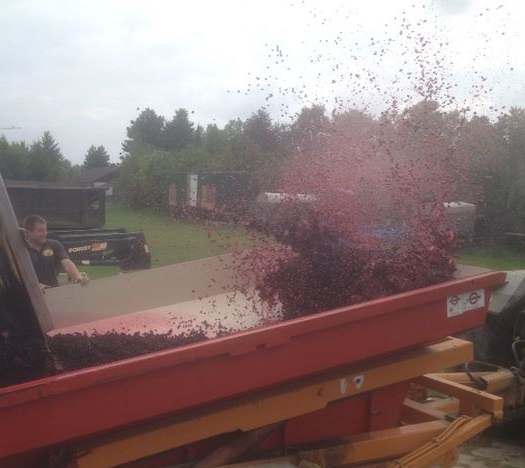 Freudenfest der roten Maische