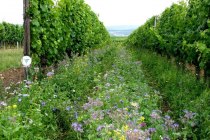 Weingut Brühler Hof_Begruenung, © Weingut Brühler Hof