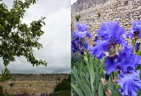 Rheingrün Hofgarten © Iris Leonhardt