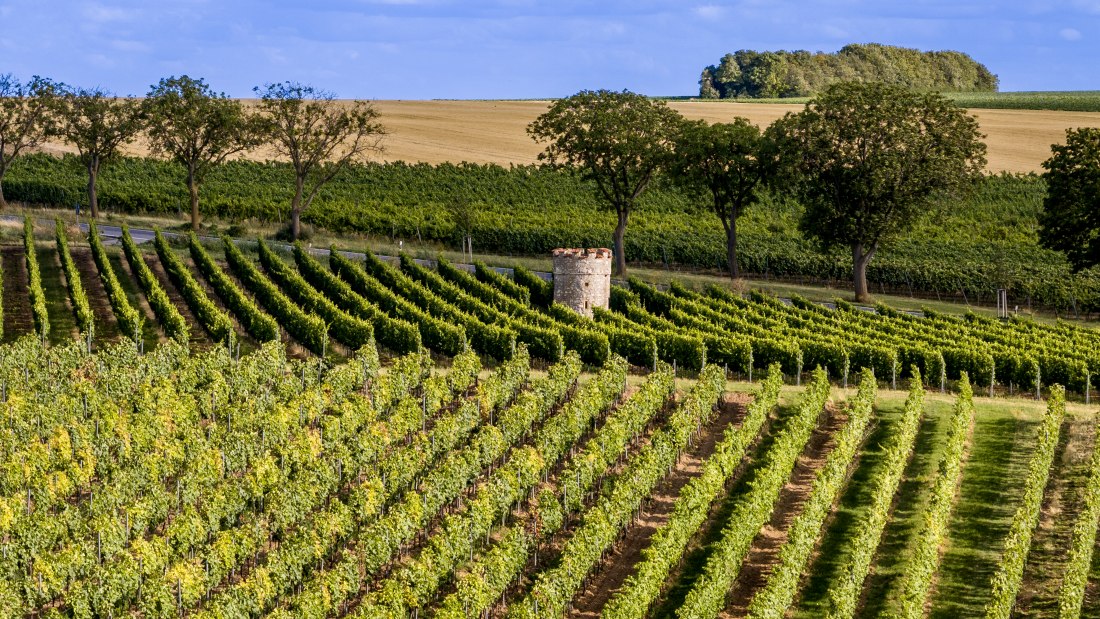 Ober-Flörsheimer Blücherpfad