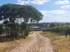 Weinwanderweg in Bechtheim &copy; Touristikverein Wonnegau e.V.