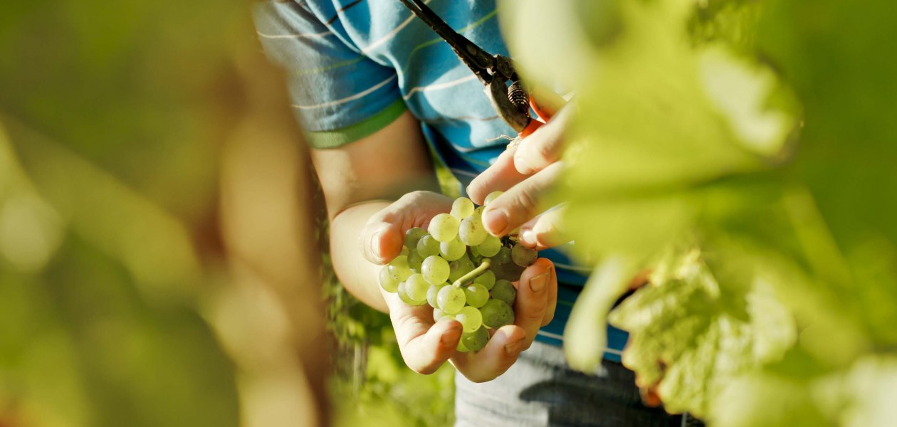 weingut-gaenz-selektion-traube, &copy; Weingut G&auml;nz