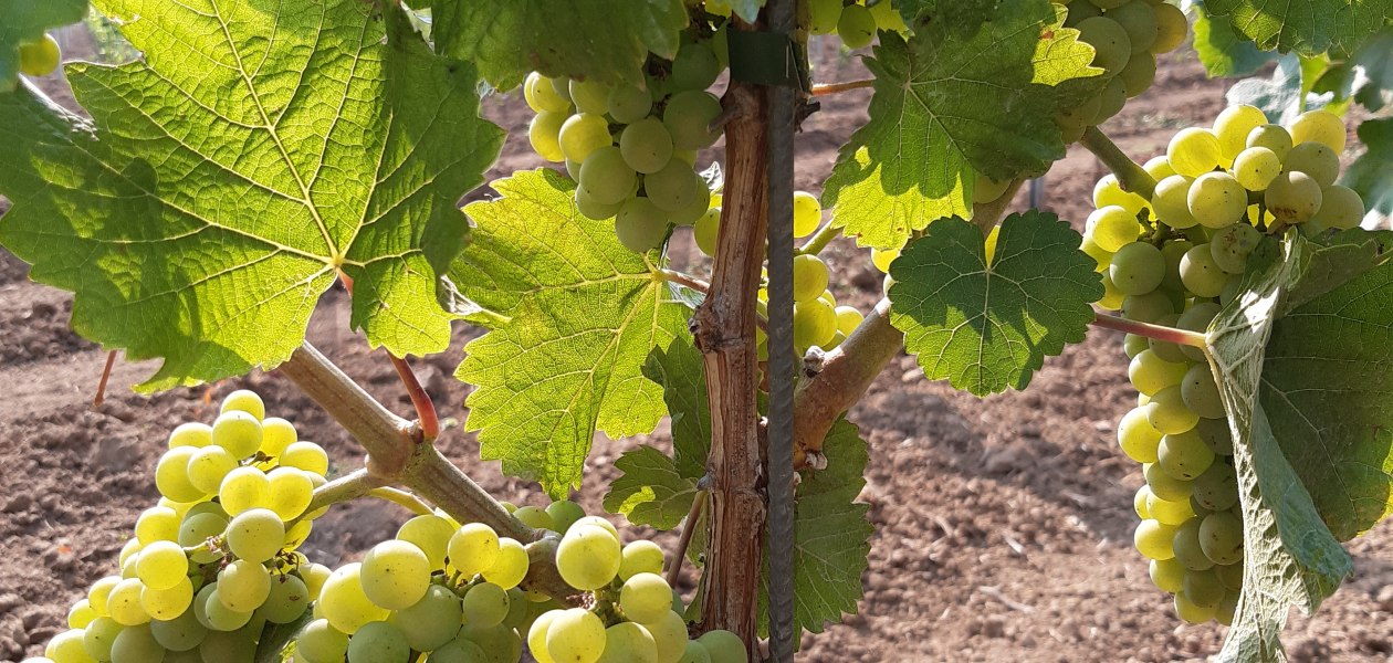 Weingut Holzm&uuml;hle_Trauben, &copy; Weingut Holzm&uuml;hle