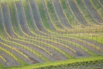 Weingut Schottenhof_Weinreben, © Weingut Schottenhof