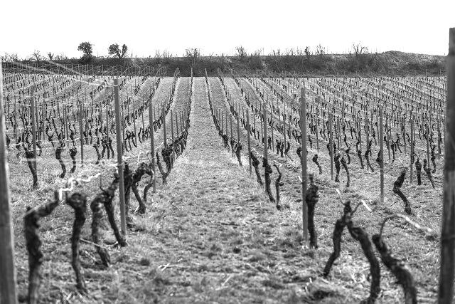 Weingut Brandt_Weinreben, &copy; Weingut Brandt