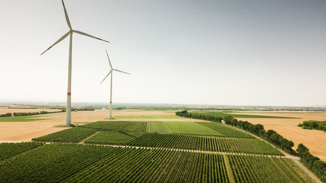 Weingut Dackermann_Weinreben, &copy; Weingut Dackermann