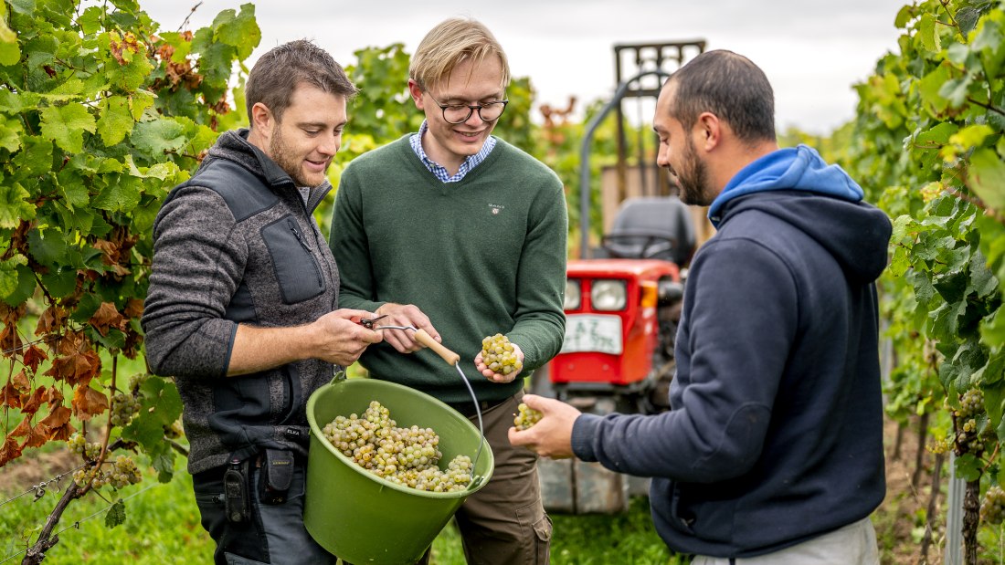 J. Trautwein feine Weine_Weinlese, &copy; Fotografie Torsten Silz