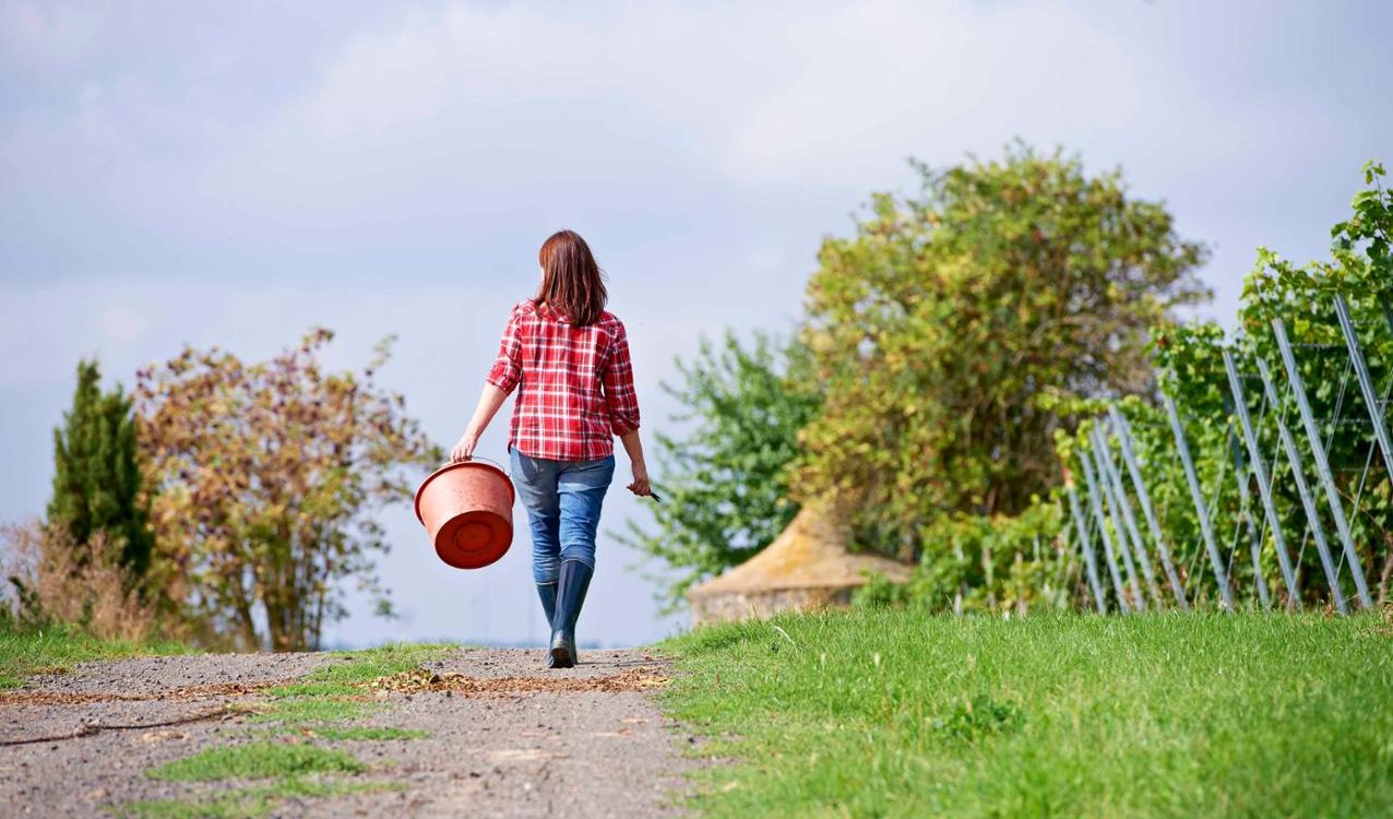 Weingut Wechsler_Weinberg, &copy; Weingut Wechsler