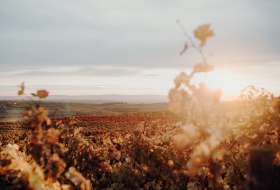 Weingut Hungermüller_Weinreben © Weingut Hungermüller