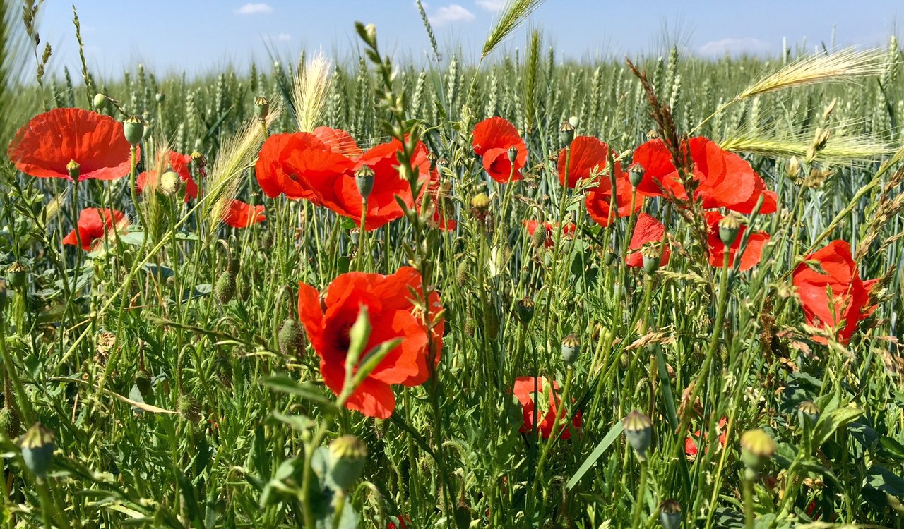 Mohnfeld im Herzen Rheinhessens, © Doris Treffert-Röß