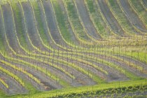 Weingut Schottenhof_Weinreben, © Weingut Schottenhof