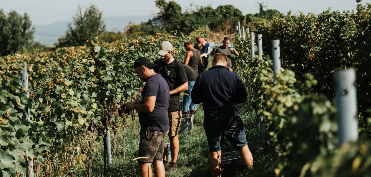 Weingut Adams_Weinlese, © Weingut Adams