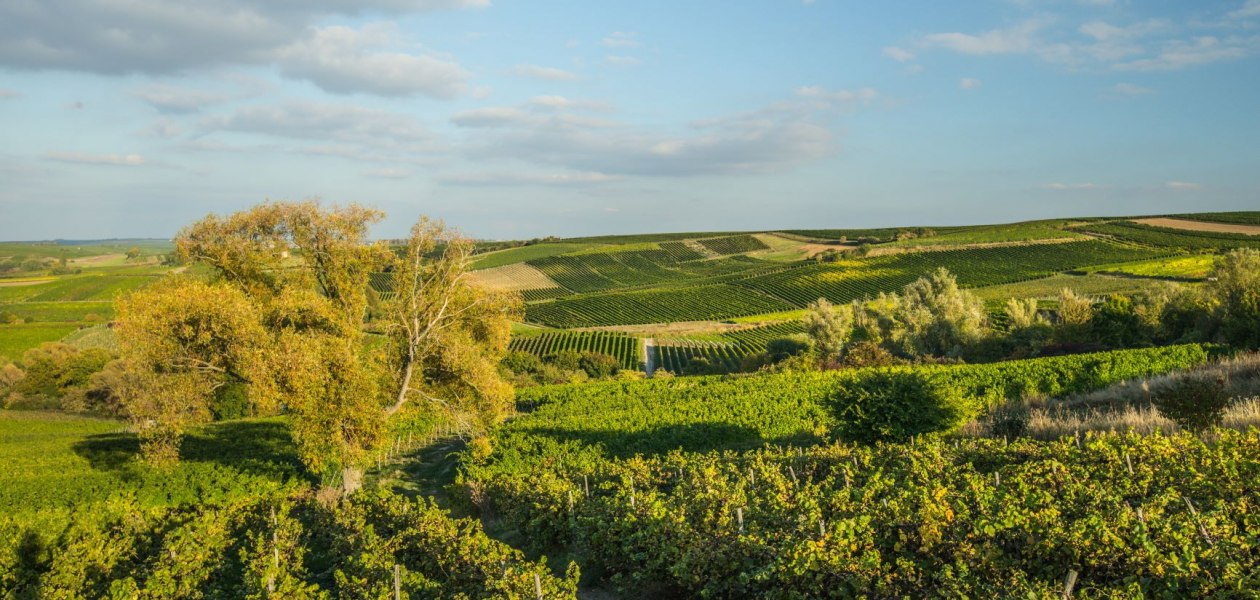 Weingut Rollanderhof_Weinberg, &copy; Weingut Rollanderhof