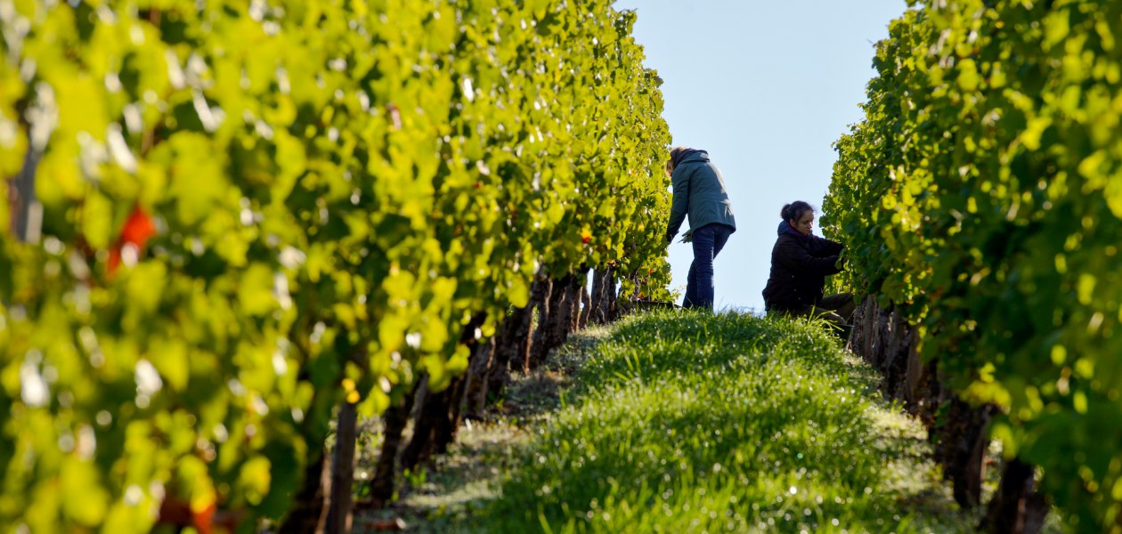 Weingut Georg Gustav Huff_Arbeit im Weinberg, &copy; Weingut Georg Gustav Huff