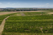 Gau-Odernheimer &Ouml;lberg, &copy; Torsten Silz