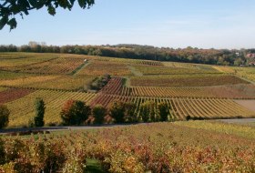 Weinberge Gundesheim © Erno Strauß